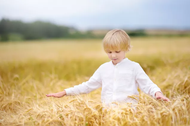 pojke i ett vetefält. Bild
